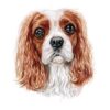 Tatouage mignon Cavalier king Charles Spaniel