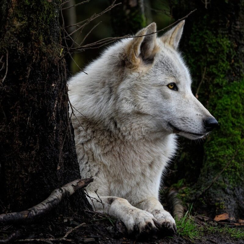 La Tête de Loup : Signification, Puissance et Porte-Bonheur