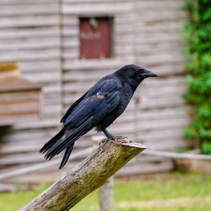 Animal-totem-corbeau