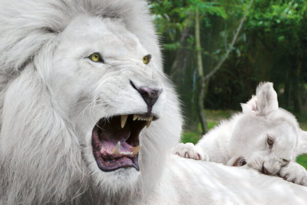 La différenciation du lion blanc des albinos