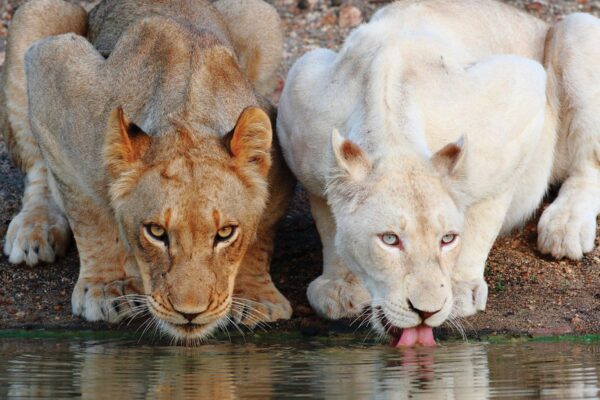 La protection et la réintroduction du lion blanc dans le milieu naturel