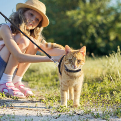 Le chat ressent du plaisir