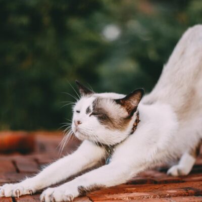 Le chat veut tout simplement s’étirer