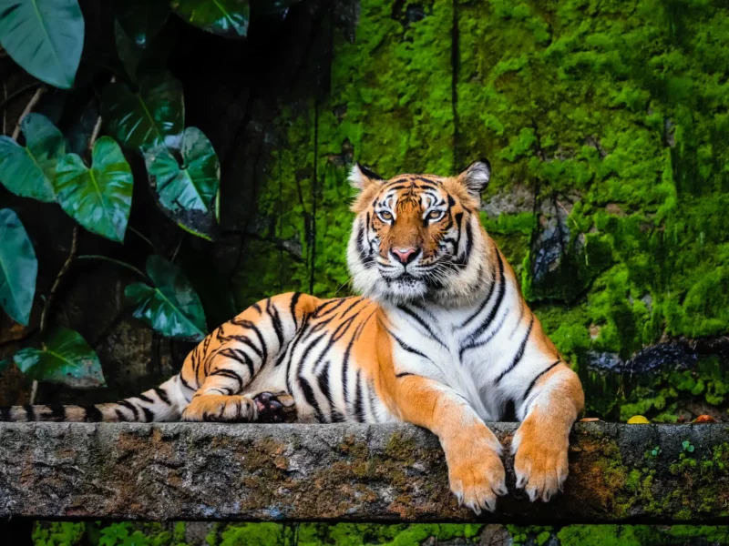 Le tigre une espèce menacée