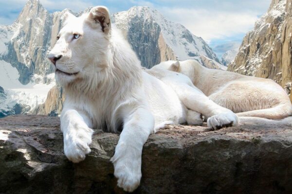 Les différentes significations du lion blanc