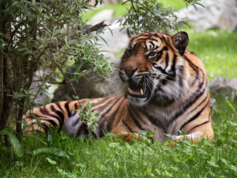 L’utilisation du tigre dans la médecine chinoise