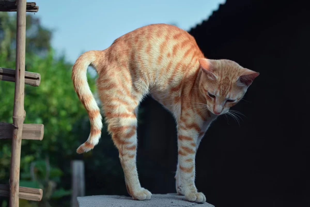 Pourquoi le chat fait-il le dos rond