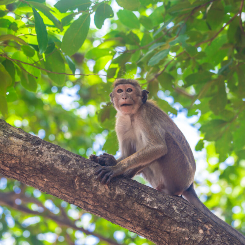 animal-totem-singe