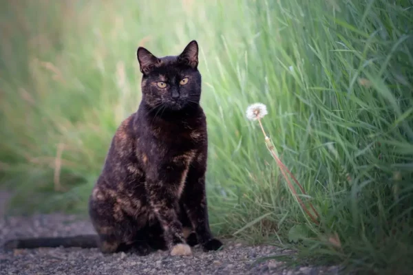 chat ecaille tortue pelage