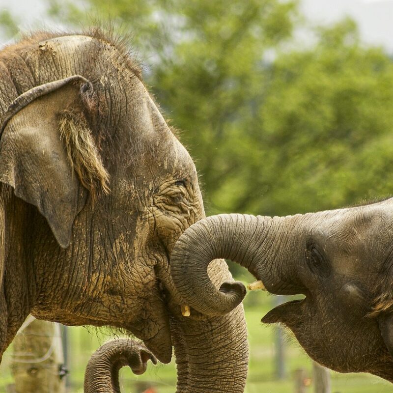 éléphant animal totem