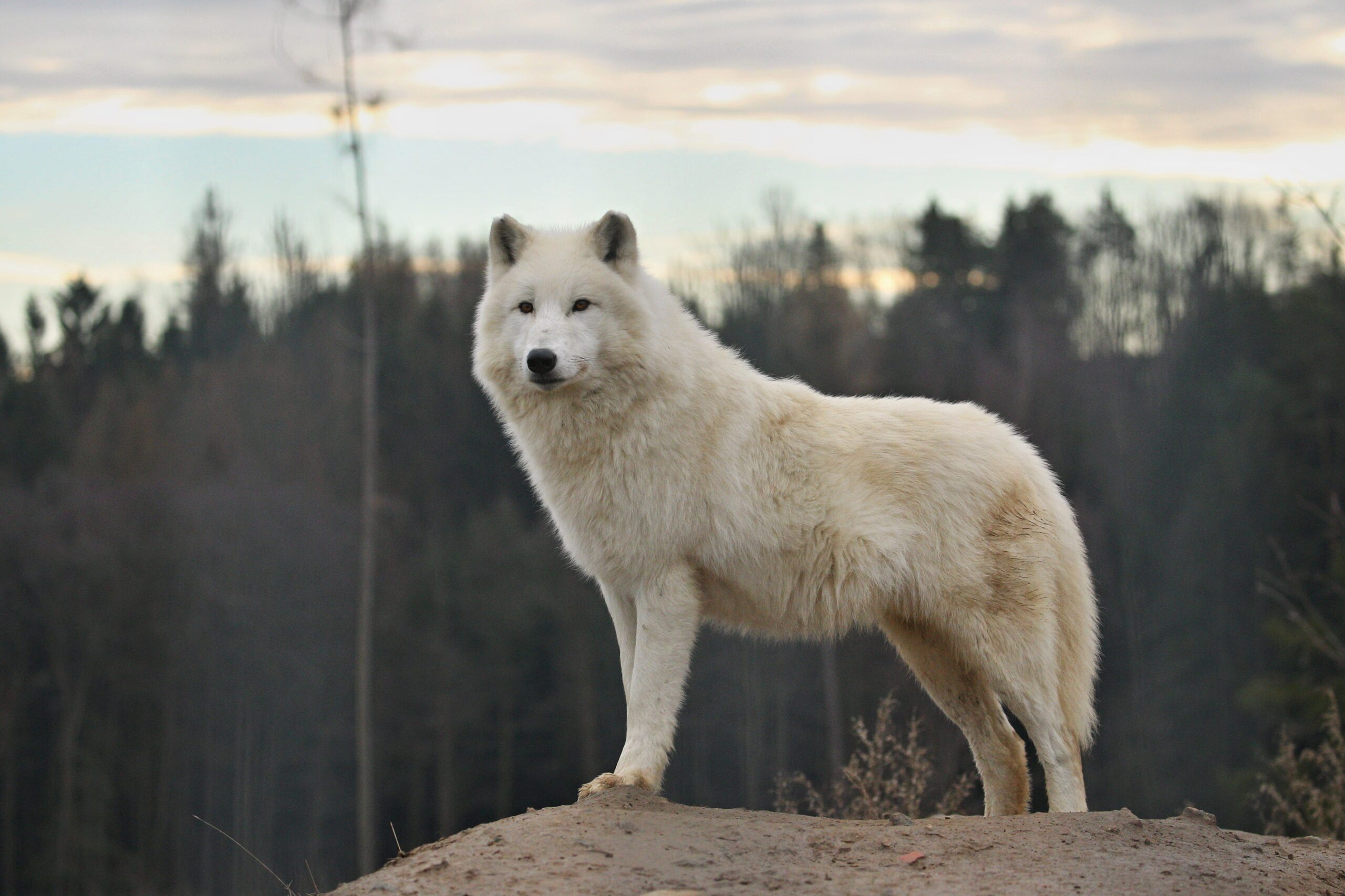 loup-blanc-totem