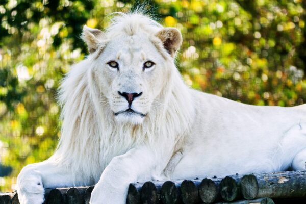 présentation du lion blanc