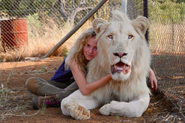 protection du lion blanc