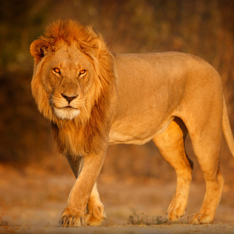 qualité-animal-lion