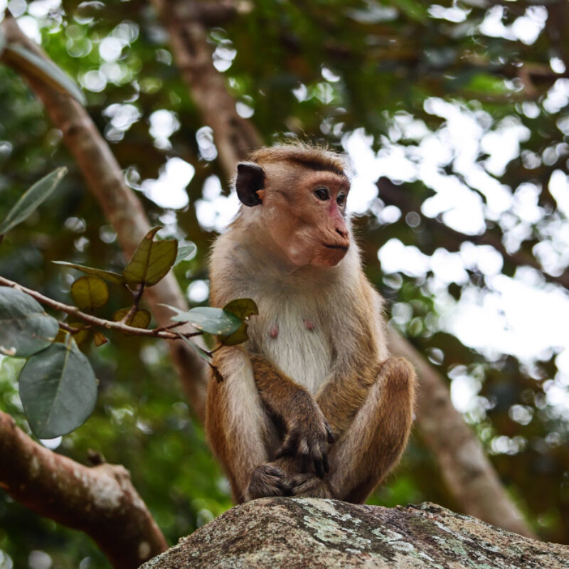 qualité-animal-singe