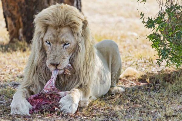 régime alimentaire du lion blanc
