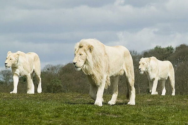 troupeau de lions blanc