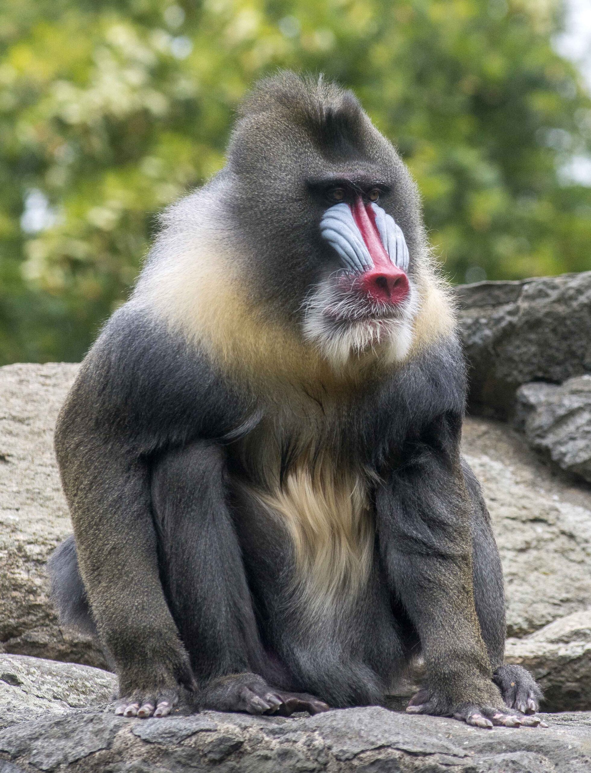 Le Mandrill (Mandrillus sphinx)