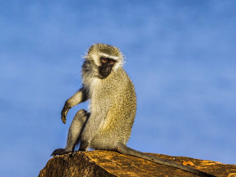 Le Singe vervet (Chlorocebus pygerythrus)