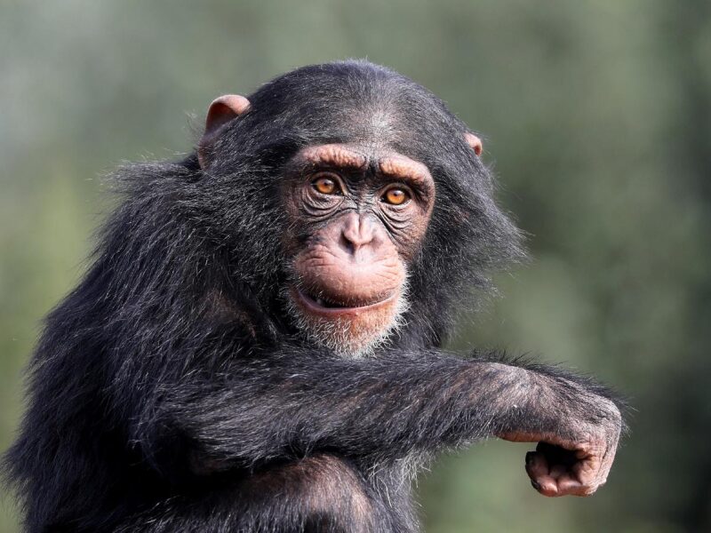 Les chimpanzés (Pan troglodytes)