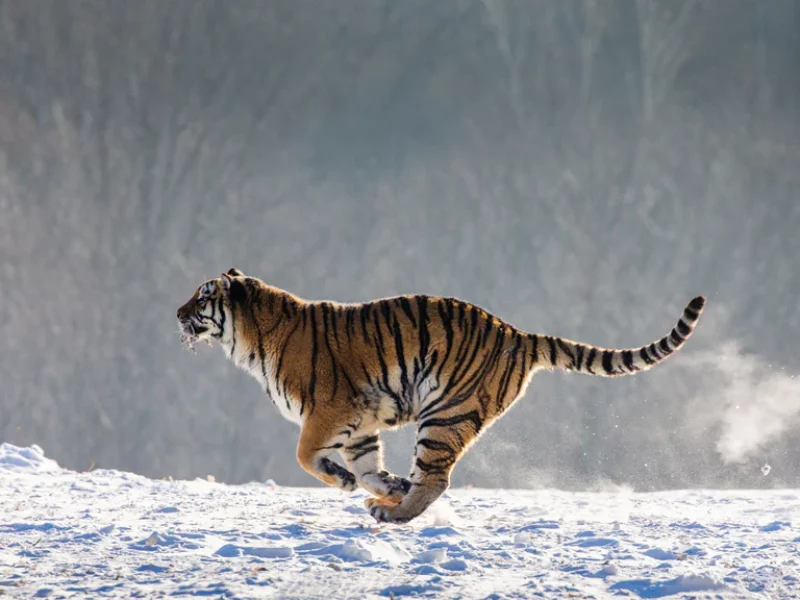 Mesure de la vitesse du tigre