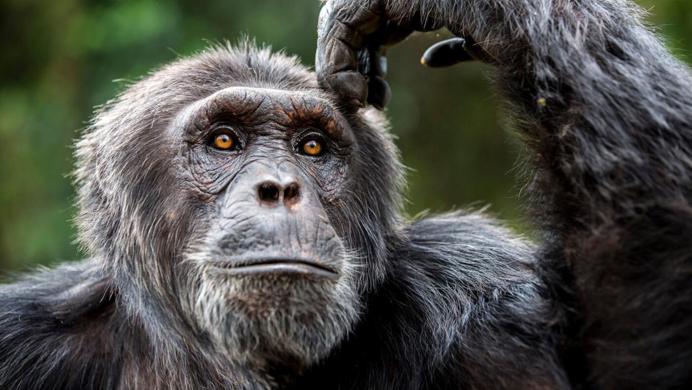 Quels types de singes vivent en Afrique ? En savoir plus sur les singes  Africains !