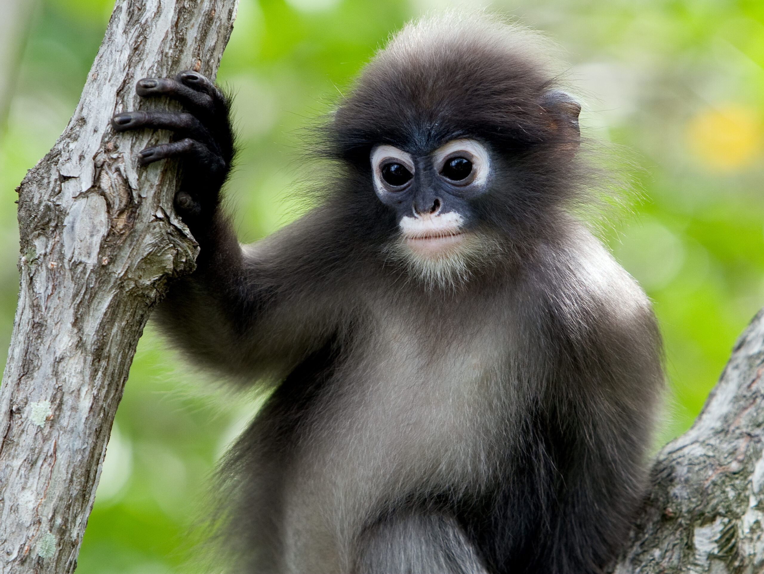 Top 10 Des Singes Les Plus Mignon Du Monde
