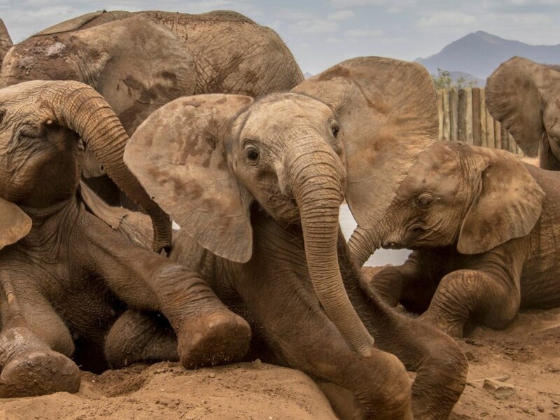 Tous les éléphants sont-ils dotés de défenses