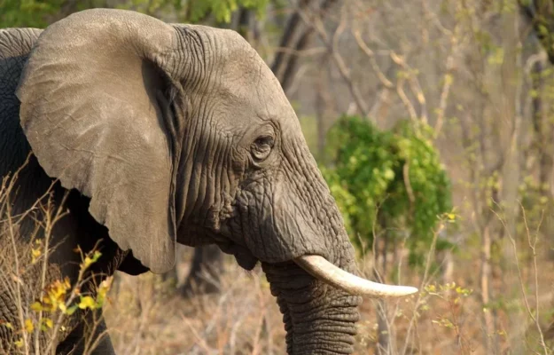 Tout savoir sur les cornes en ivoire de l’éléphant