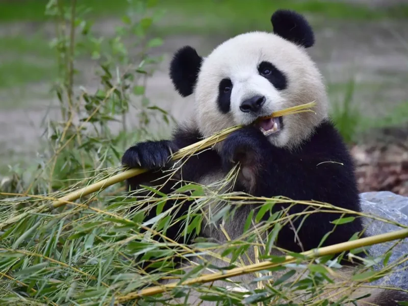 avantages animal totem panda