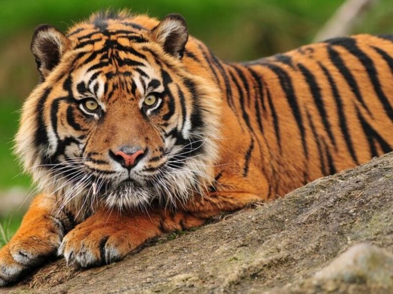 caractéristique animal totem tigre