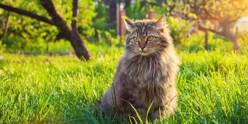 caractéristique physique chat sibérien