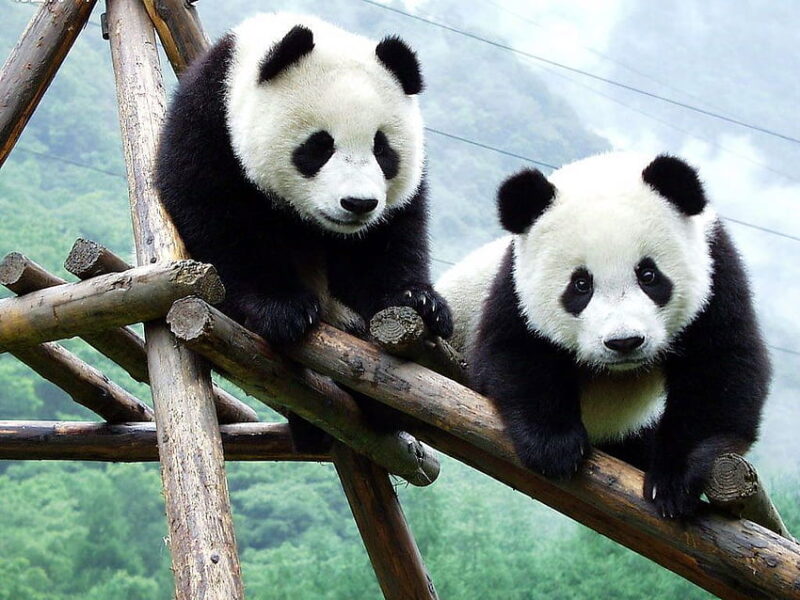 caractéristiques animal totem panda