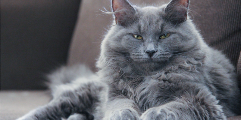 chat sibérien caractéristique physique