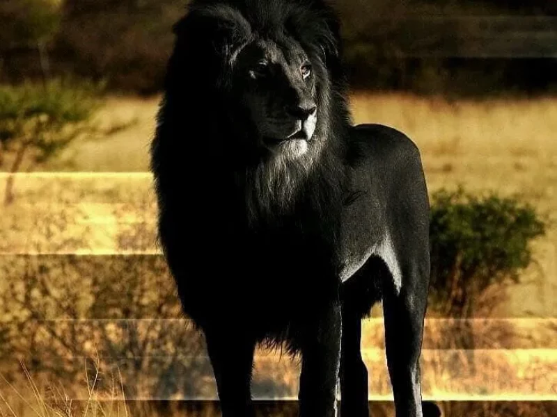 le lion noir existe t il