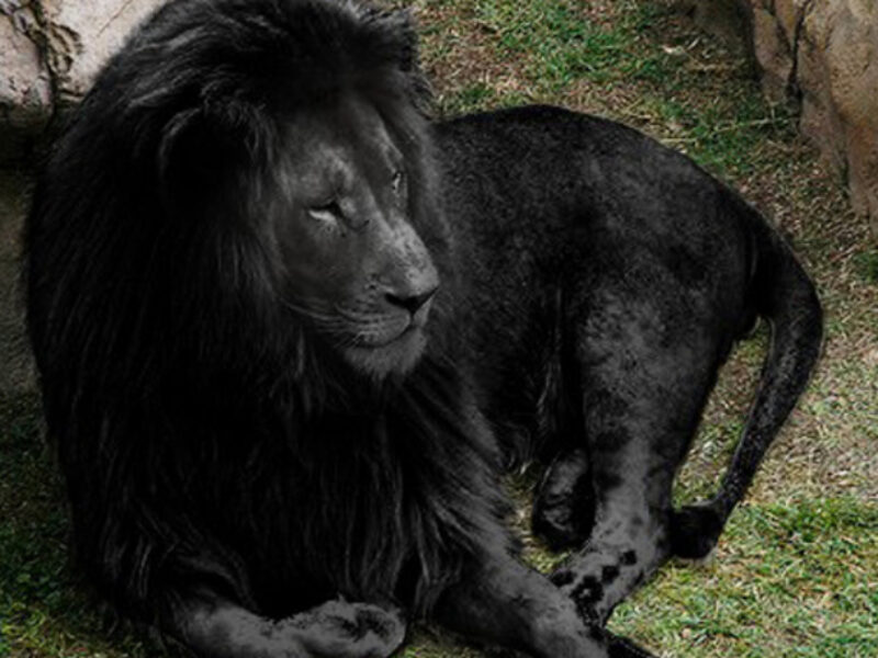 légende du lion noir