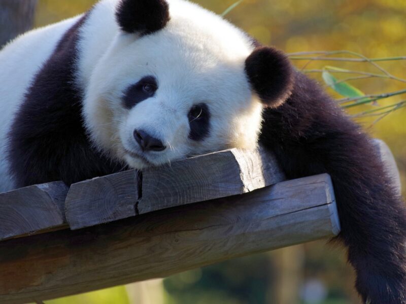 qualités animal totem panda