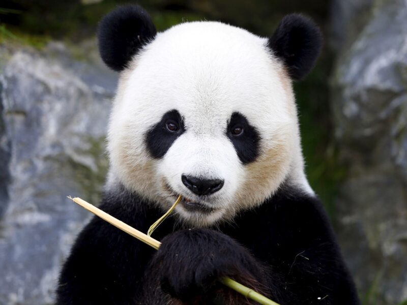 rever panda animal totem