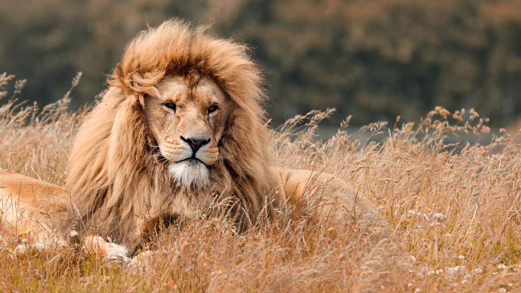 signification lion de judah tout savoir