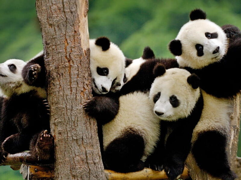 symbolisme animal totem panda