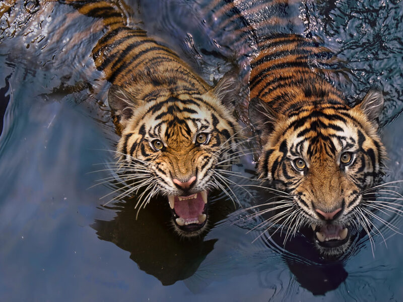 symbolisme animal totem tigre